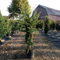 Pyracantha Saphyr Orange shrub in container
