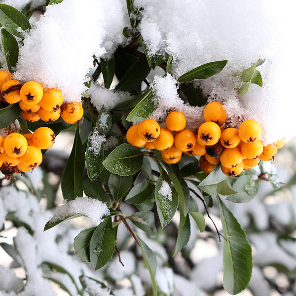 Evergreen Pyracantha tree in snow