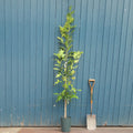 Single stem tree, 125-175cm, 7.5L pot