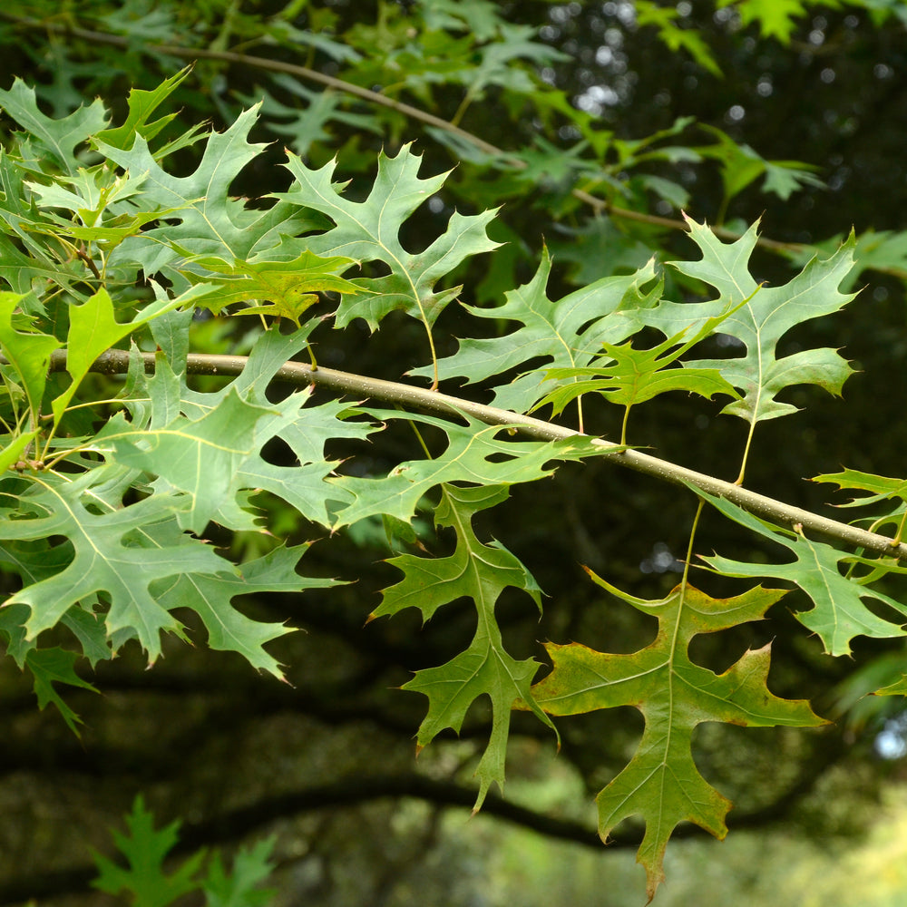Quercus palustris green leaves