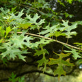 Quercus palustris green leaves