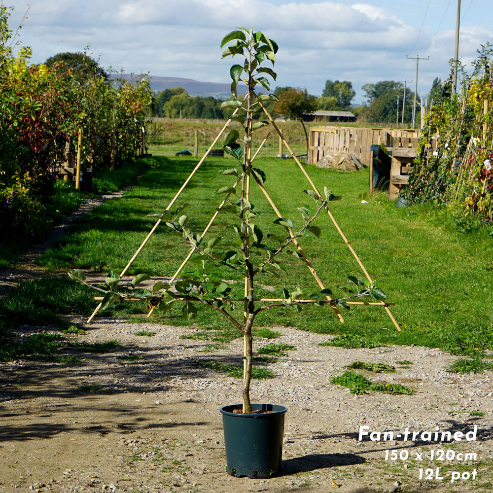 Red Falstaff Apple Tree 