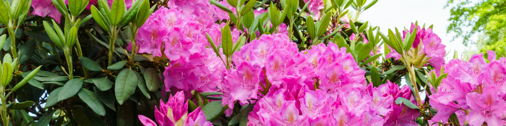 Pink Rhododendron flowers