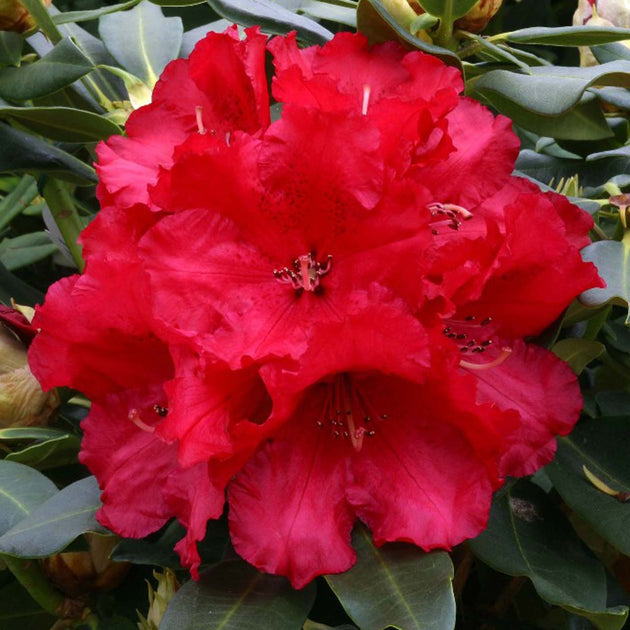 Rhododendron Markeeta's Prize | Red Flowering Shrub | Ornamental Trees