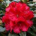 Rhododendron Markeetas Prize