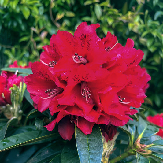 Rhododendron Brisanz