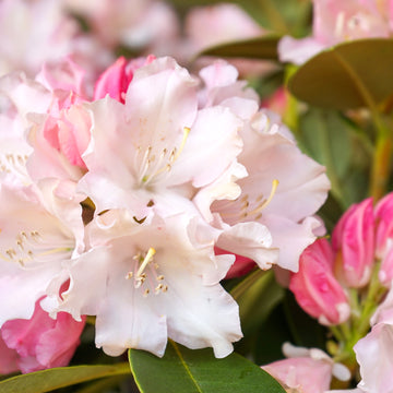 Rhododendron_Dreamland in flower