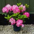 Bush, 30-50cm, 7.5L pot