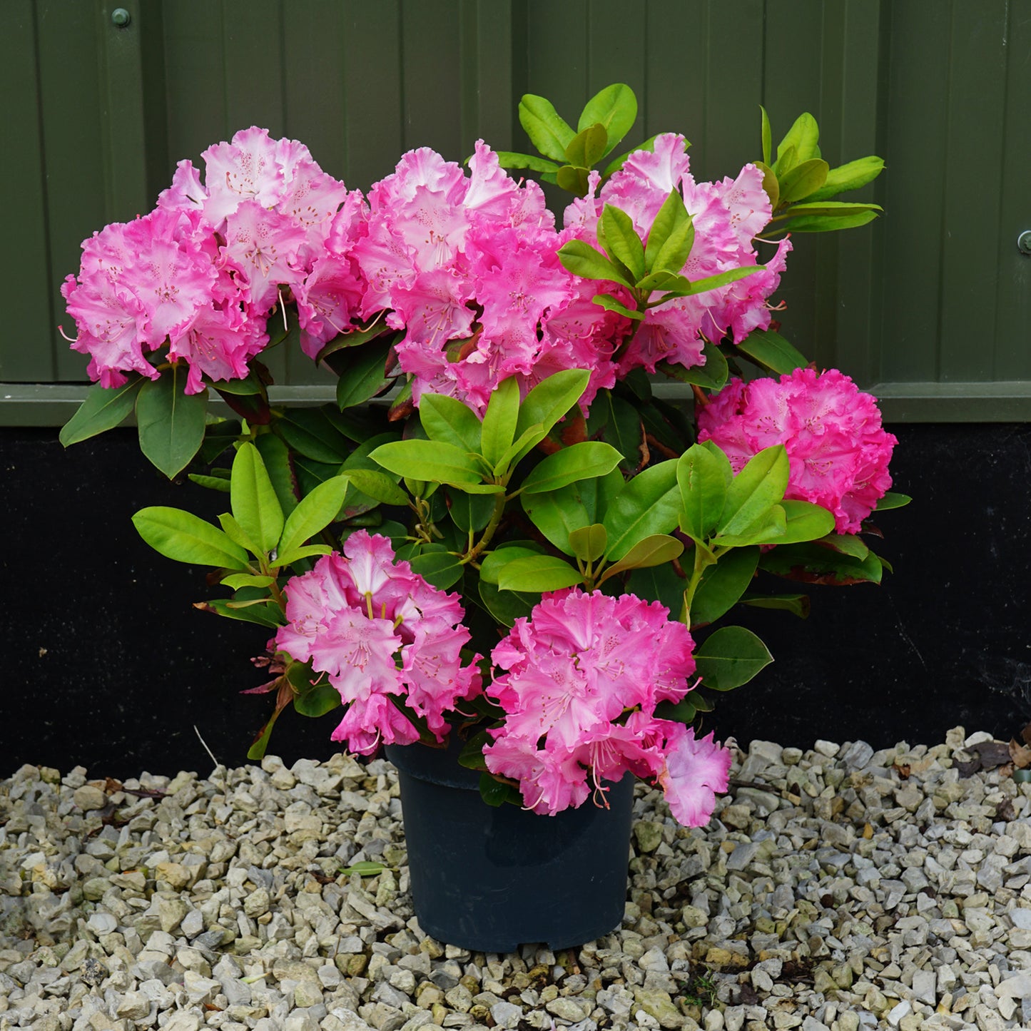 Rhododendron 'Germania' shrub 7.5L pot