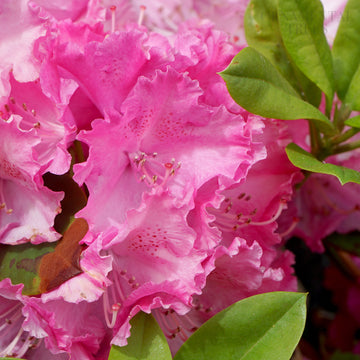 Rhododendron 'Germania' flowers