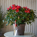 Bush, 30-50cm, 7.5L pot