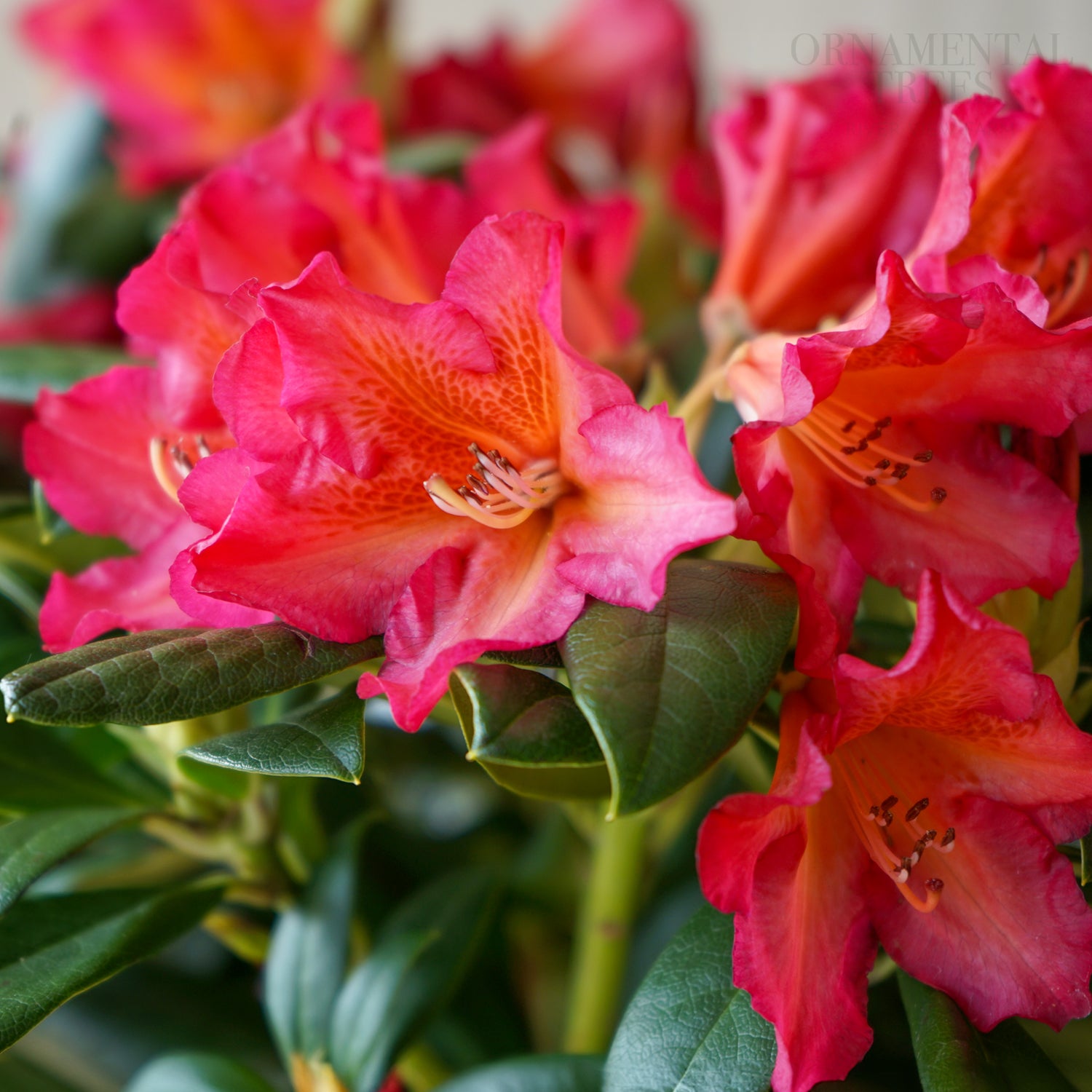 Golden Rhododendron Rhododendron Golden Gate | Red Flowering Shrub | Ornamental Trees