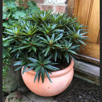 Rhododendron Graziella