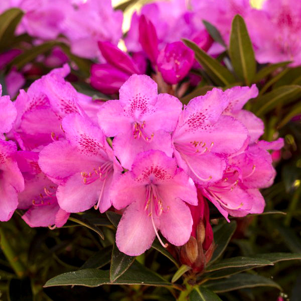 Rhododendron Graziella