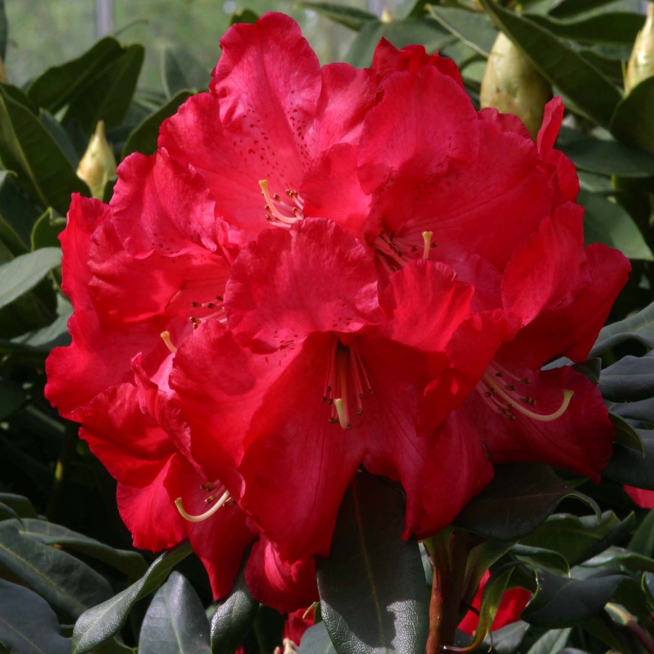 Rhododendron 'Haldem Lem' flowers