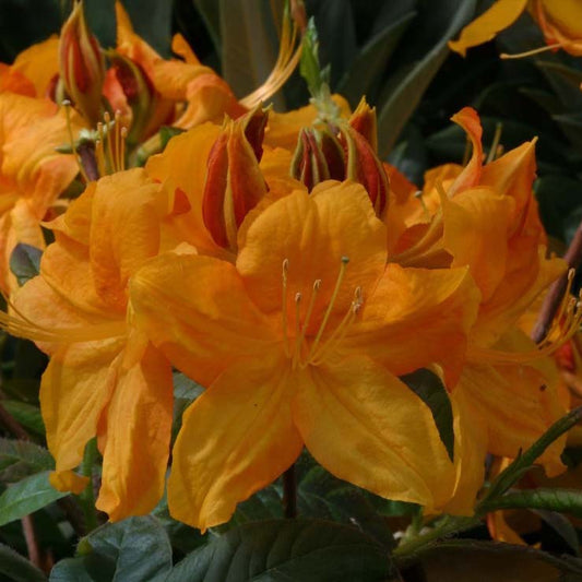 Azalea 'Klondyke' flowers