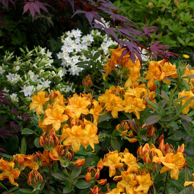 Azalea 'Klondyke' flowers