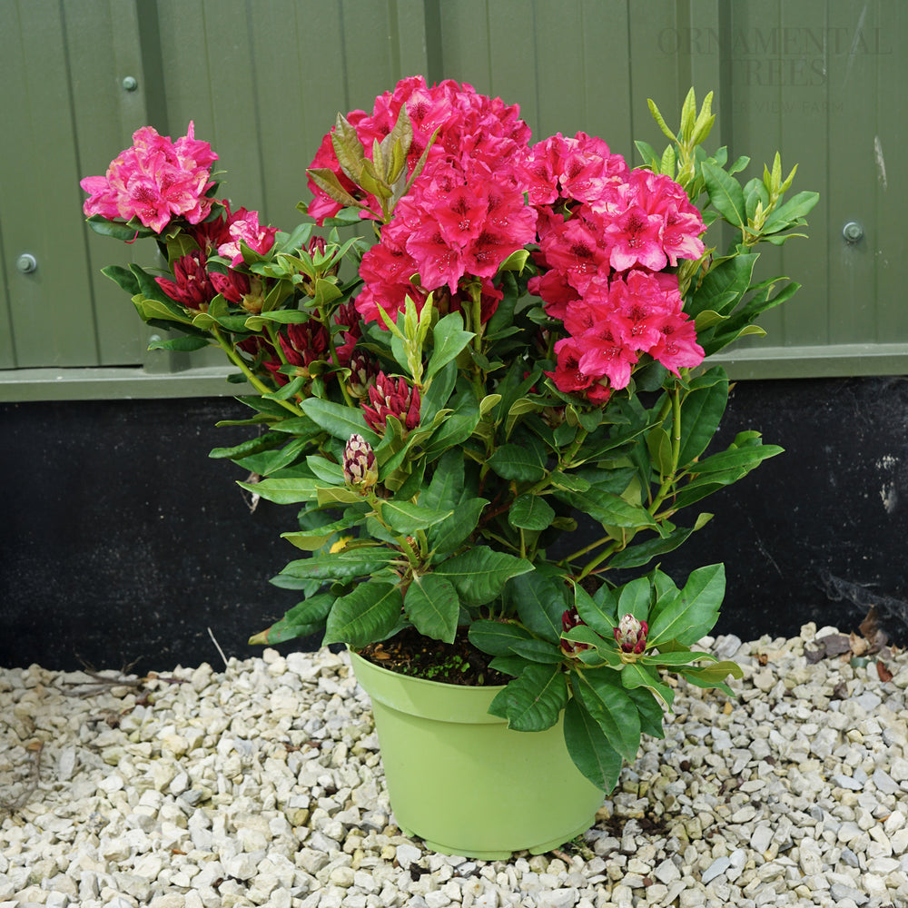 Rhododendron 'Lord Roberts' 7.5L pot