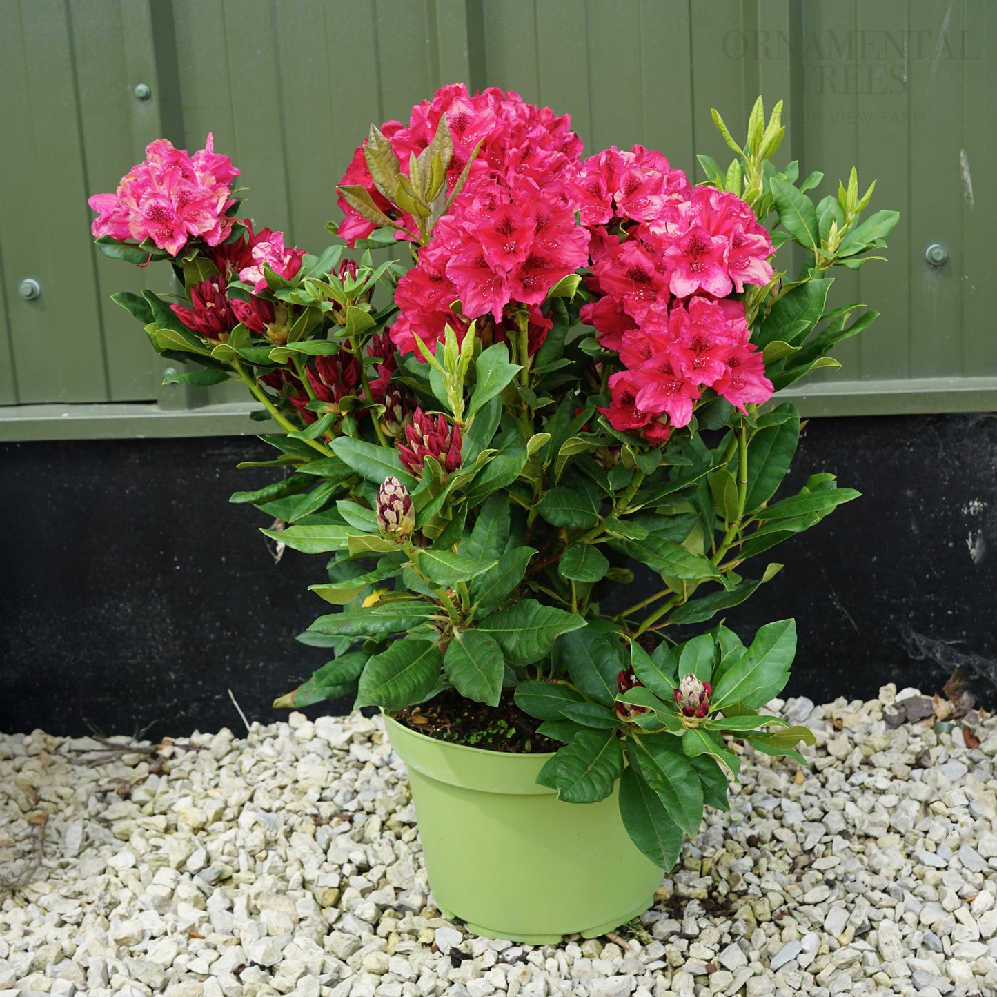 Rhododendron 'Lord Roberts' 7.5L pot