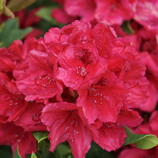 Rhododendron 'Lord Roberts' Flowers