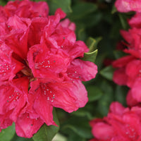 Rhododendron 'Lord Roberts' Flowers
