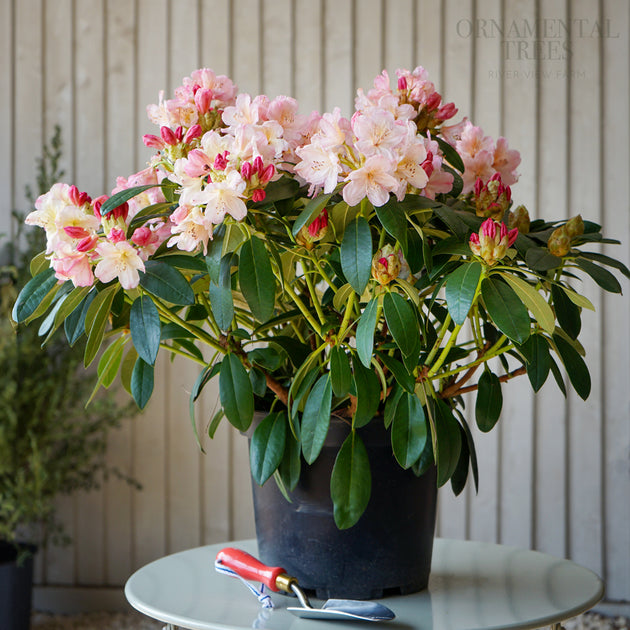 house plant rhododendron Rhododendron Percy Wiseman | Pink Flowering Shrub