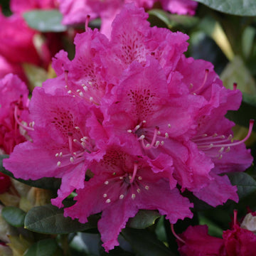 Rhododendron flowers