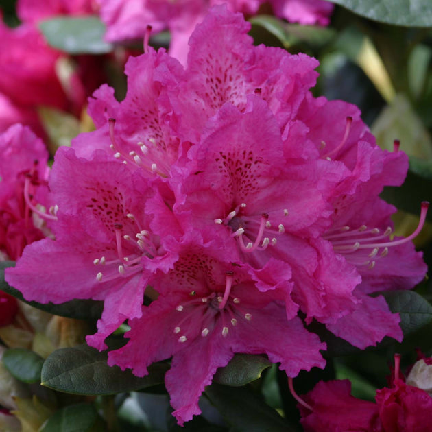 Rhododendron 'Rocket'
