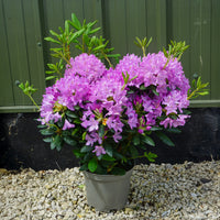 Rhododendron 'Roseum Elegans' shrub 7.5L pot