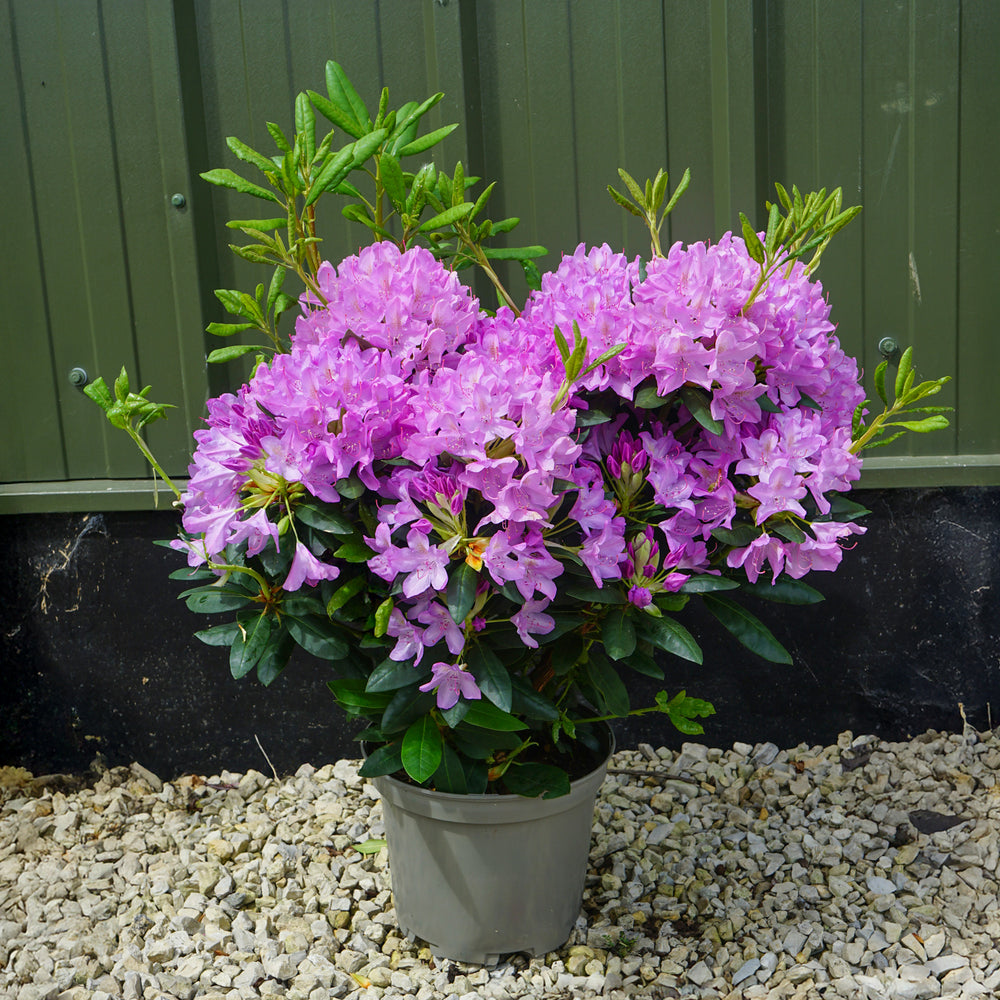 Rhododendron 'Roseum Elegans' shrub 7.5L pot