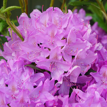 Rhododendron 'Roseum Elegans' shrub