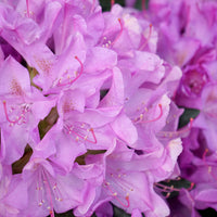 Rhododendron 'Roseum Elegans' shrub