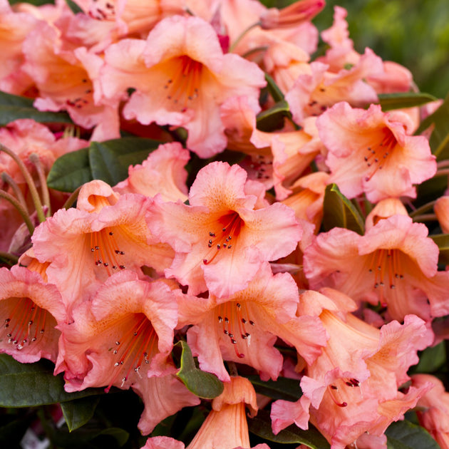 Rhododendron 'Tortoiseshell Orange' flowers