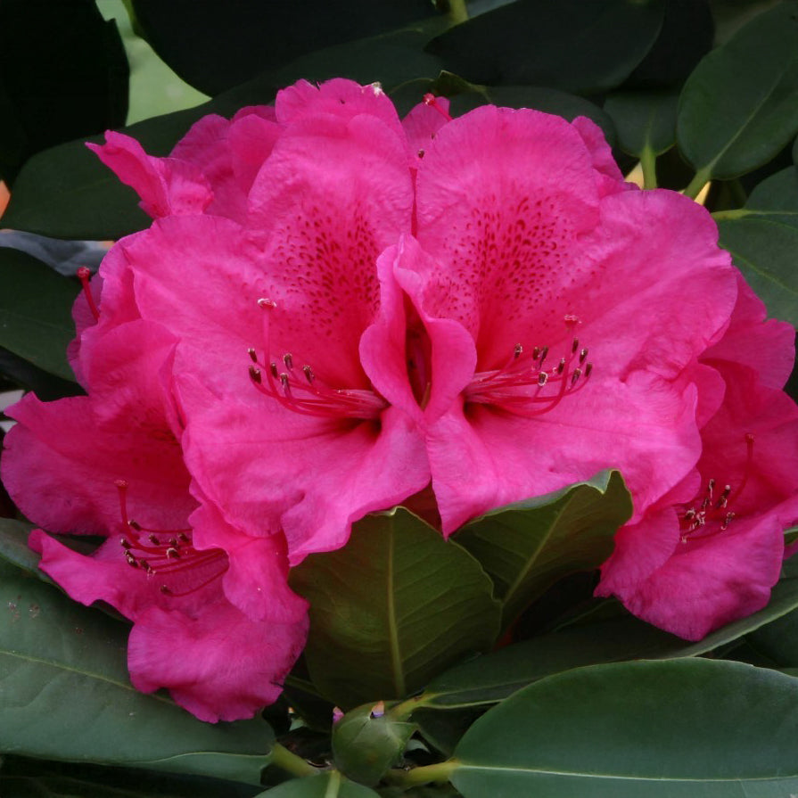 Rhododendron 'Van' flowers