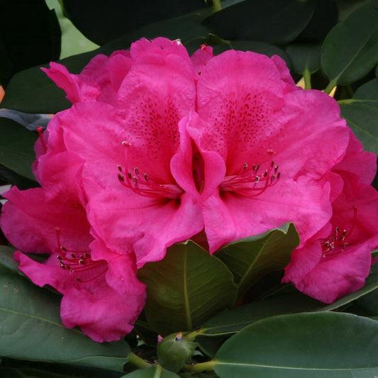 Rhododendron 'Van' flowers