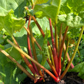 Plant, 20-40cm, 3L pot