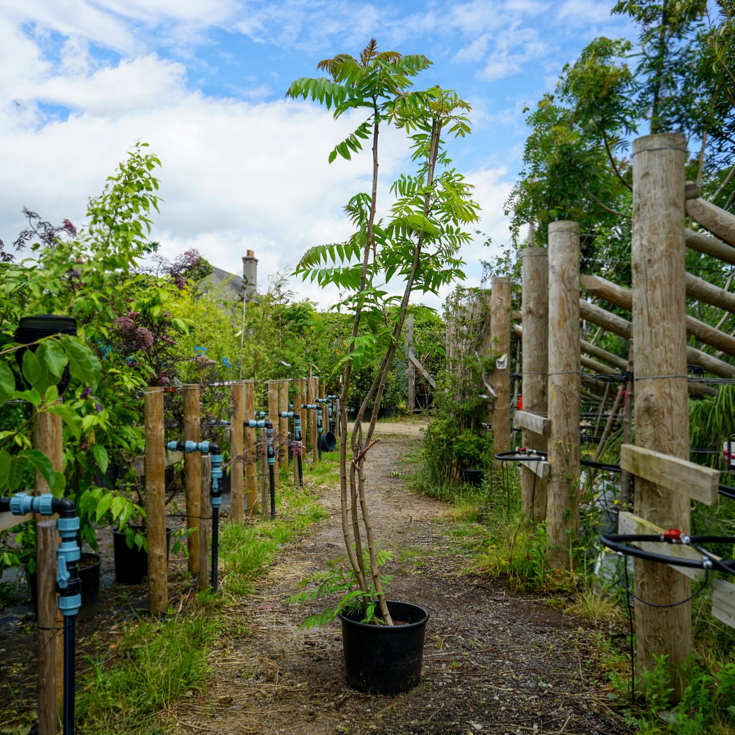 Rhus Typhina 20L pot