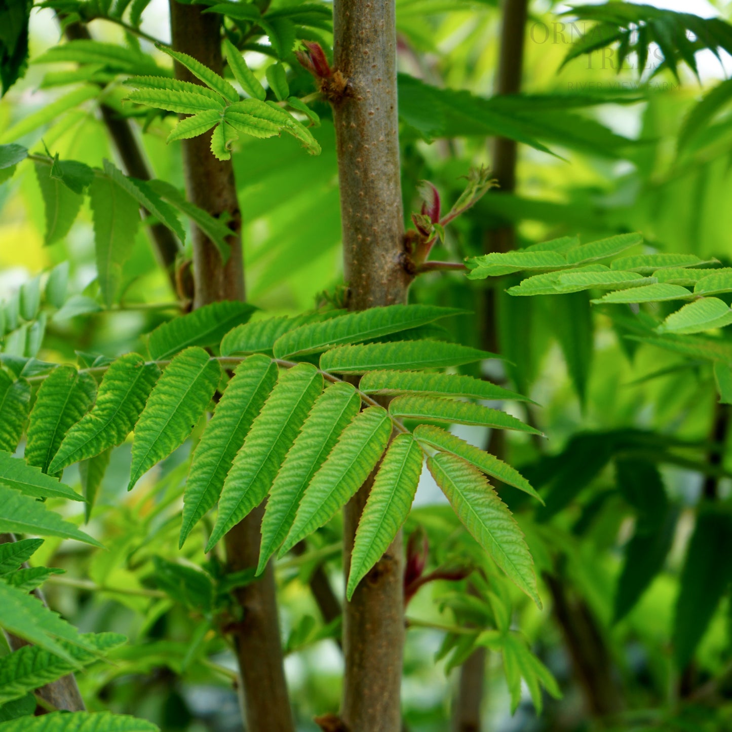 Rhus Typhina Leaves 