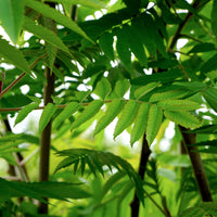 Rhus Typhina Leaves 