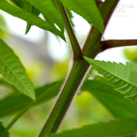 Rhus Typhina stem
