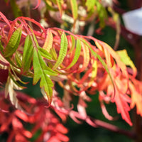 Rhus glabra lanciata 