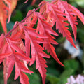 Bush, 80-100, 12L