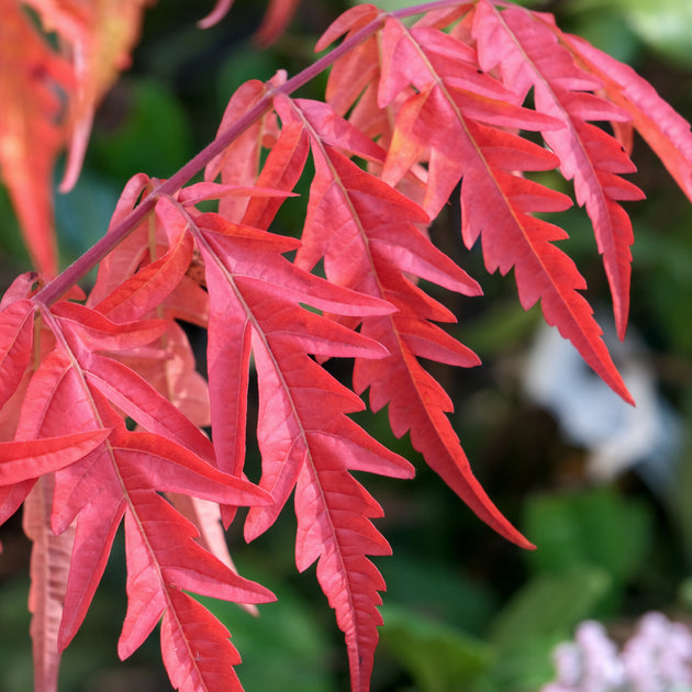Rhus Glabra lanciata autumn leaves 