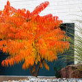 Bush, 80-100, 12L