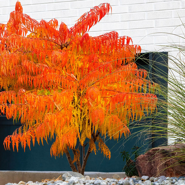 Rhus typhina Tiger Eyes sumach