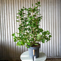 Bush, 100-125, 12L