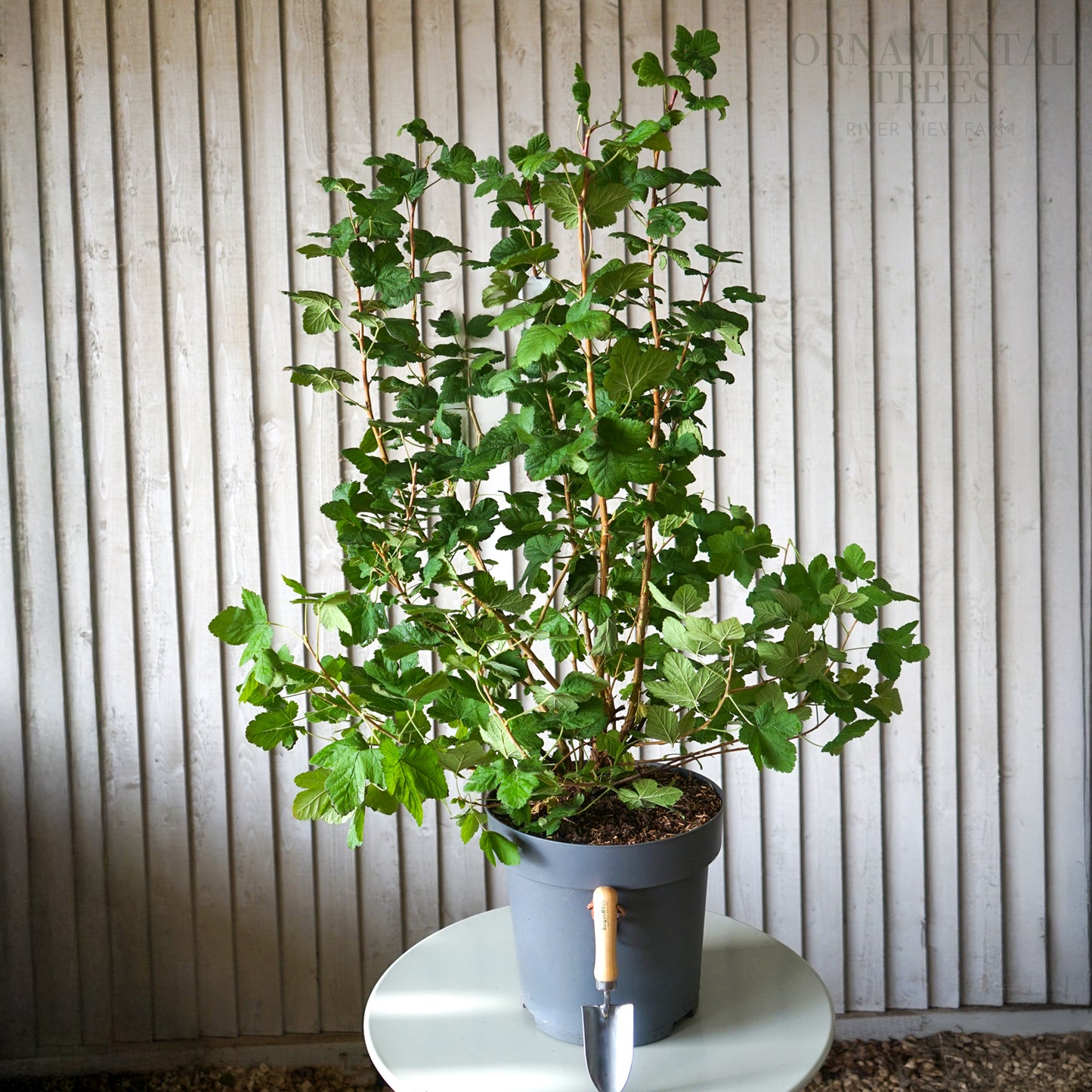 Ribes king edward VII