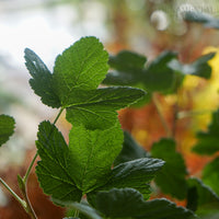 Ribes king edward VII