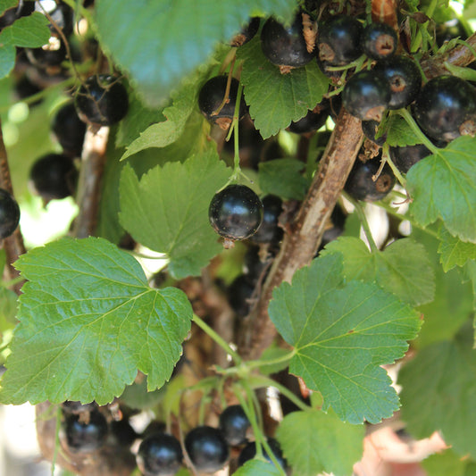 Ben Lomond Blackcurrant Bush