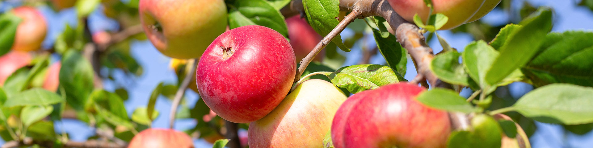 Apple tree with fruit on